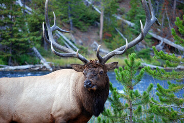 Naklejka na ściany i meble elk in the wild