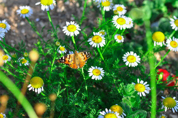 Closeup beautiful butterfly sitting on the flower in a summer garden

