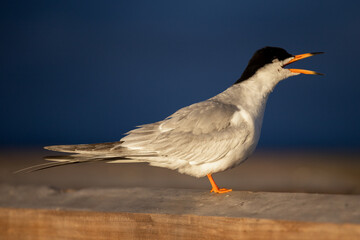 Tern Bird Sitting on Railing Squawking