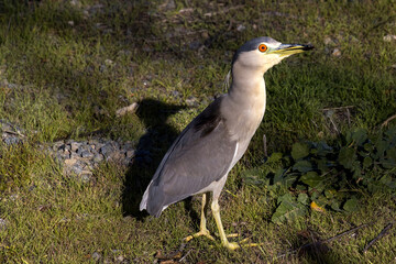 Night Heron standing in sunlight with bright orange eyes