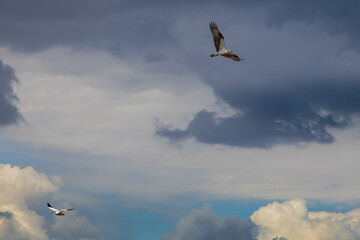 Osprey bird soars against blue sky hunting for food