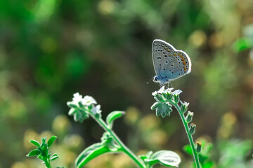 Closeup beautiful butterfly sitting on the flower in a summer garden