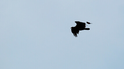 In silhouette, a smaller bird chases away a larger predator bird.