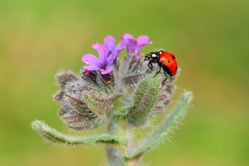 Beautiful ladybug on leaf defocused background