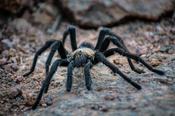 Tarantula