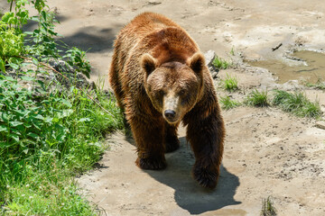Big brown bear in the zoo. © nedomacki