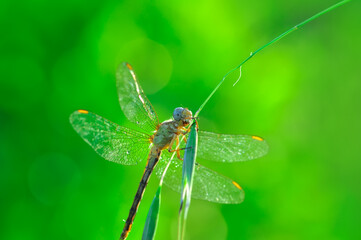 Macro shots, Beautiful nature scene dragonfly.   
