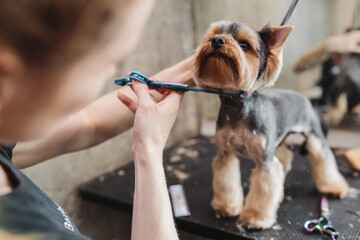 Yorkshire in the grooming salon. Caring for little friends.