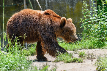 Big brown bear in the zoo. © nedomacki