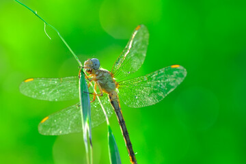 Macro shots, Beautiful nature scene dragonfly.   