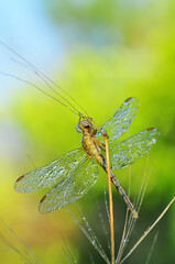 Macro shots, Beautiful nature scene dragonfly.   