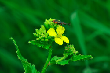 Close up  beautiful  insect in the garden