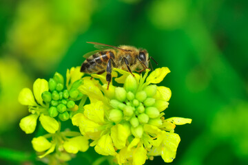 Beautiful Median wasp (Dolichovespula) portrait 