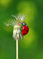 Beautiful ladybug on leaf defocused background
