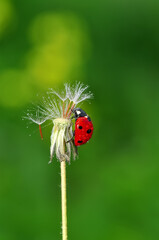 Beautiful ladybug on leaf defocused background