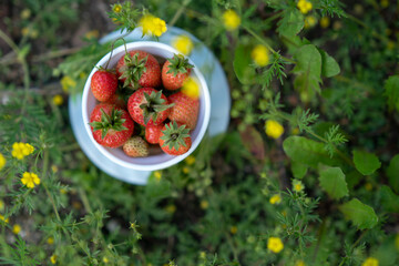 A white cup of strawberries in the grass and yellow flowers. Flat lay, concept good summer morning.
