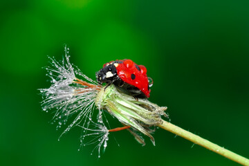 Beautiful ladybug on leaf defocused background