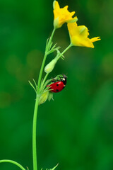 Beautiful ladybug on leaf defocused background