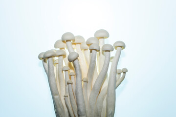 mushrooms on a white background