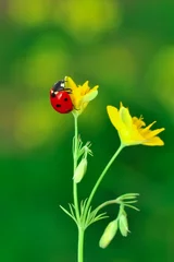 Poster Beautiful ladybug on leaf defocused background © blackdiamond67