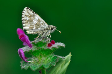 Macro Photography of Yellow Moth on Twig of Plant.