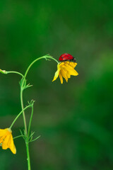 Beautiful ladybug on leaf defocused background