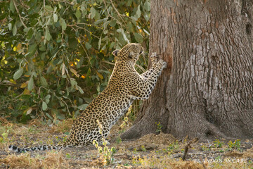 leopard in the tree