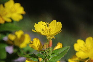 Oenothera fruticosa, yellow flower