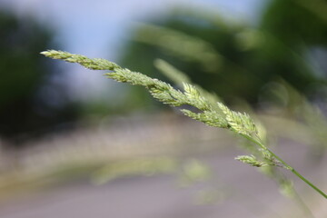wheat plant and the street