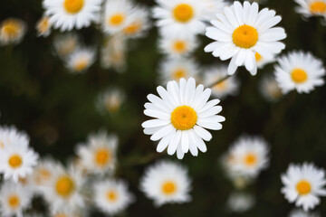 Fototapeta premium White camomiles close-up on a green background with a copy of the space. Chamomile flower field. Chamomile daisy blooms on a summer day. Chamomile is a symbol of love, family and loyalty.