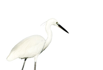 White egret isolated on white background