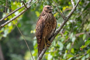 Red shouldered hawk