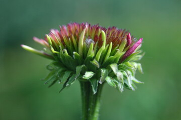 red pointy remaining of a flower