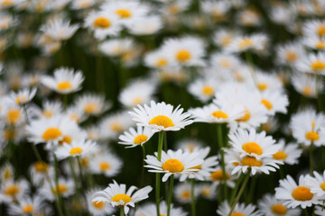 White camomiles close-up on a green background with a copy of the space. Chamomile flower field. Chamomile daisy blooms on a summer day. Chamomile is a symbol of love, family and loyalty.