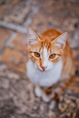 Red cat with orange eyes looks at the camera