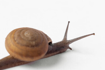 Snail on a beautiful white background
