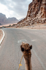 Camel safari at scenic desert Wadi Rum, Jordan
