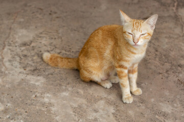 Close-up Portrait of Red White cat  on background