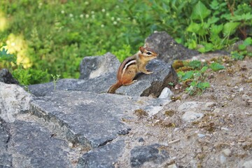 Chipmunk on a rock