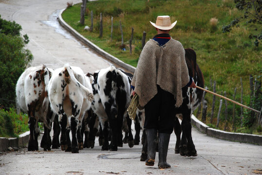 Hombre campesino con vacas