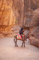 Bedouin donkey with a saddle in Petra, Jordan