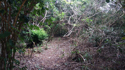 trees in the forest