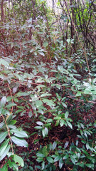 red and green leaves