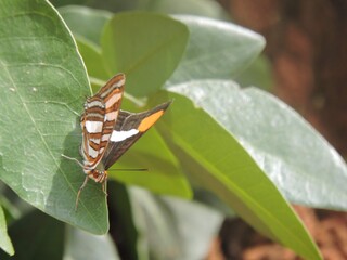 butterfly on leaf