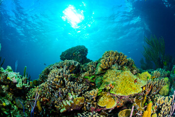 Fototapeta na wymiar Yellow coral reef with sun in the back