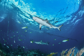 Caribbean Reef Sharks over coral reef