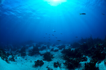 Underwater scenery with coral reef and sunlight