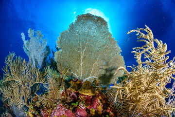 Coral reef in the Bahamas with Sea Fan in the center