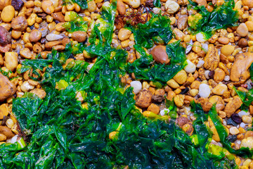 Abstract background with pebbles and seaweed.