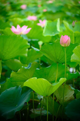 Obraz na płótnie Canvas lotus flower in a pond vertical composition